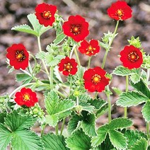 [모야모 꽃씨] 히말라야양지꽃 20립 씨앗