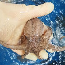 푸마담 급냉 알배기 쭈꾸미, 1kg, 1개