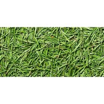 솔잎주 담금주 만들기 재료 국내산 솔잎 솔순 600g