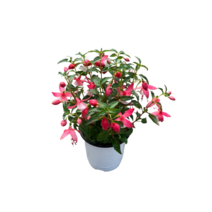 그린플랜트 공기정화식물 후쿠샤(품종색상랜덤) 1+1