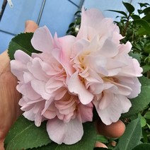 동백나무 묘목 - 서향동백 7치화분 1개