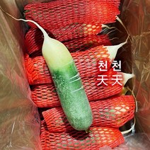 달콤 아삭한 수입과일무우 1개 약 100~200G 좌우 신선무우