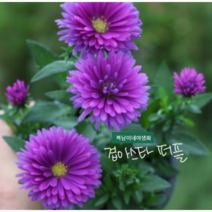 겹아스타 [4포트] 딥퍼플 (복남이네야생화 여름 야생화 모종 공작 아스타 aster double purple) 10월이후 구매시 휴면기