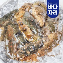 통영 산지직송 자연산 활 해삼, 해삼 400g