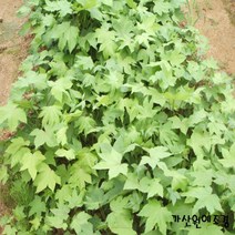 [가산원예조경] 민엄나무 근삽1년 5주묶음