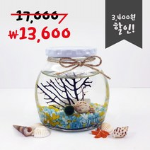 미니가든 틴캡 어항 산호 마리모키우기 DIY 키트, 색돌2.민트