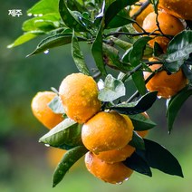 제주 달콤한 노지 감귤, 노지감귤 소과 5kg