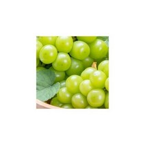 영화청과 특급 국내산 샤인머스켓 2kg 묘목 2kg