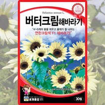 버터크림 해바라기 씨앗 버터크림 씨 꽃 종자 30립, 단품