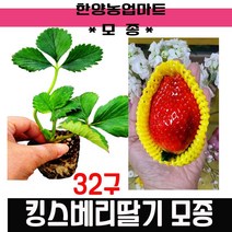 모종-(무료배송)킹스베리 딸기모종 1판 32구/32개/묘목/대왕딸기/왕서방딸기, 1개