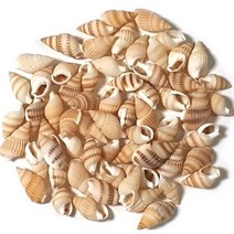 조개껍질 ( 500g ) 조개껍데기 16가지종류 단품 혼합 천연 자연, 조개껍질 5