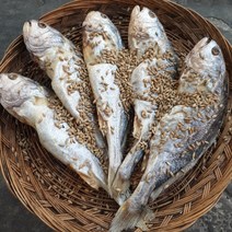 영광법성포 보리굴비 명품 굴비 10마리 32cm이상 부모님 거래처 선물세트 예약중, 3마리, 1마리 300g이상
