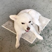 거실 아트월 천연대리석 반려동물대리석, 01.그레고리오100각(1장)