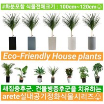 없음 [반값화분] MAIN-대형드라코130(드라세나) 직접배송 축하화분 개업화분 거실화분 카페화분 인테리어화분 아레카야자 극락조 알로카시아 파키라 고무나무, 백자고깔