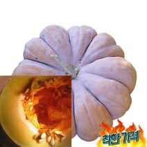 꼬레촌 호박 맷돌호박 통호박 중탕용 10kg kg 혼합