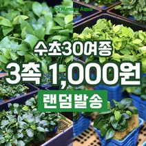 초보 수초 키우기 랜덤수초 3촉, 단품