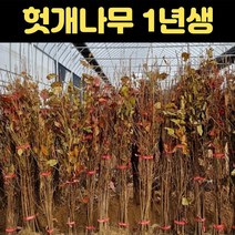 핫딜몬 헛개나무묘목 1년생 헛개묘, 1개