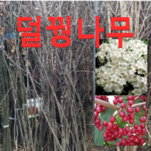 (성실농원)덜꿩나무 묘목 키100센치(분) 3그루