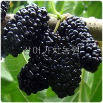 같이가치농원 슈퍼왕오디(접목1년특묘)