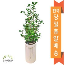 고급 대형화분 개업 축하 화분 전국 당일배송, 16. 동백나무