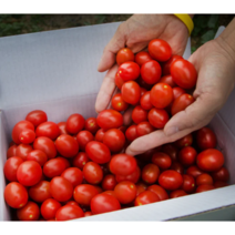 단마토 스테비아 방울토마토 토망고 샤인마토 망고토마토 500g x2팩 2kg 4팩 설탕 토마토, 4. 스테비아 방울 토마토 500g x 4팩, 4개