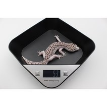 트레이 파충류 전자저울 파충류용품 크레스티드게코 레오파드게코