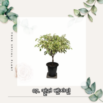 미스터허브 인테리어식물 특대품 금전수 극락조 아레카야자 뱅갈고무나무 개업축하 집들이선물, 07_컬러벤자민(특대품)