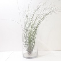 준세아(소) 틸란드시아 실내공기정화식물 공기청정식물, 단품, 1개