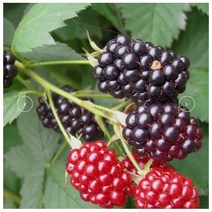 블랙베리(슈퍼복분자) V11 [삽목1년] kjot