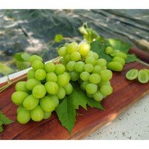 금강원예 샤인머스캣 나무, 결실주-T자형
