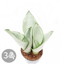 도도팜 아이비 나무 스킨답서스 행운목 개운죽 풍란 행운목 테이블야자 호야 몬스테라 산호수 율마 천냥금 오렌지자스민 수퍼바 산세베리아 금전수 스파트필럼 스투키 문샤인 남천 고무나무, 55. 문샤인 (3촉) 1개