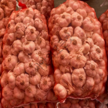 국산 남해 마늘종자 4kg 약100개 1접 난지형 씨마늘 햇종자 식용가능 특등급 남해산