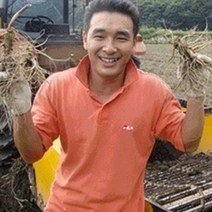 (햇삼/750g)다림용난발삼 세척인삼 쭉뻗은 원수삼 영업용삼계.가정용실속파삼특가/선물용행사/금산부부인삼.못난이난발삼추천, 1개, (11)750g비세척-영업용소삼계40-60뿌리