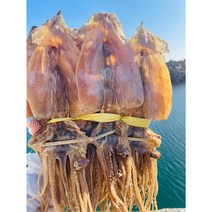[동해안건오징어] 포항 구룡포 마른 건조 오징어 1.5키로(20미) 당일배송