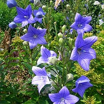 [씨앗]도라지(식용 약용) 5g