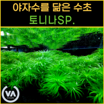 [비바소녀] 야자수를 닮은 토니나 sp. (9촉) / 인기수초 국민수초 초보수초 레이아웃