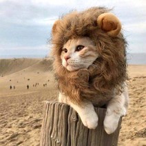 고양이 사자 머리 장식 모자 귀여운 소품 강아지, M 목 둘레 32CM (7-13 고양이에 적합)
