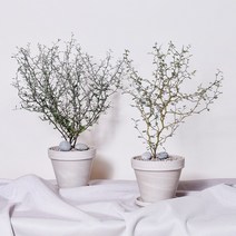마오리소포라 코로키아 중품 실내공기정화식물 인테리어 키우기 플랜테리어, 2.마오리코로키아 중품, 2.식물+독일토분+에그스톤+받침