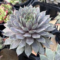 [올식스] 능유바위솔, 1개