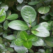 목하원예조경 사철나무 묘목 (H0.8전후) 10주묶음