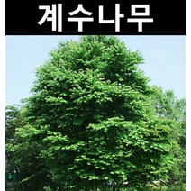 계수나무 실생2년(특) 뿌리 5개/나무 묘목/활엽수/정원용