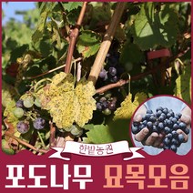 포도나무 묘목모음 4년생 결실주 블랙사파이어 가지포도 캠벨 산머루 거봉 MBA 과일나무키우기, 거봉 5년생