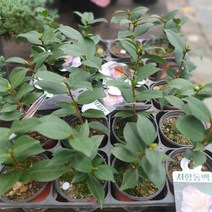 식물도매 대량구매 서향동백나무 소품 야생화 15~35cm 99, 10개