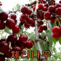 체리나무 접목1년 1그루+홍로(사과)나무 접목1년 1그루 나무 묘목 나무판매 묘목판매