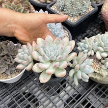 다육 식물 후레뉴 인테리어 소품 집 꾸미기