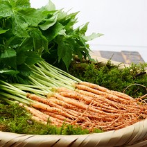 [담양 삼무루지새싹삼] 새싹삼 특대 2년생(보자기가능) 30/50/100뿌리, 100뿌리, 선택안함