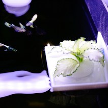 [하비아쿠아] 어항 수경재배 포트1구 (부상수초 어항꾸미기 수조), 1개