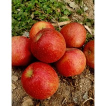 꿀부사 햇사과 못난이사과(쥬스용) 2.5kg 5kg, 정품 햇 사과, 5kg중과(18-22과)