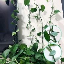 식물 고정핀 집게 넝쿨 줄기 고정클립, 클립20 +본드4