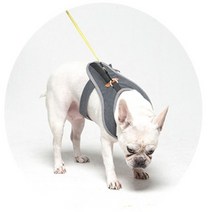 코지힙 네오펫하네스 부드러운 순면원단 강아지 고양이 가슴줄 소형견목줄대신착용, 스퀘어블루